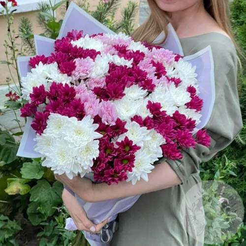 Букет из 31 бордовой, розовой, белой кустовой хризантемы в магазине Цветы Планеты