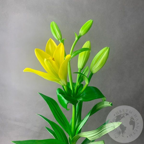 Золотая лилия