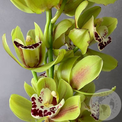 Орхидея мини зеленая