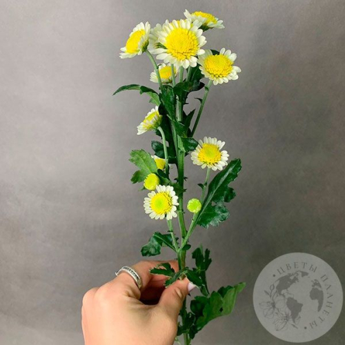 Сантини бело-желтая