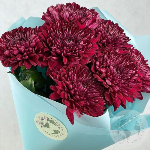 7 хризантем бордовых