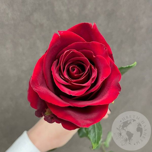 Роза красная 90 см. в магазине Цветы Планеты