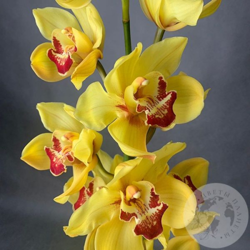 Орхидея Цимбидиум желтая