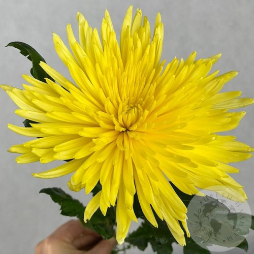 Хризантема желтая