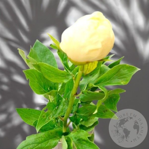 Пион 1 шт. в магазине Цветы Планеты