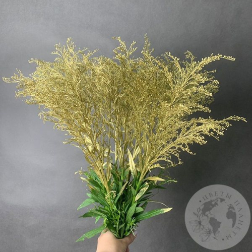 Солидаго Золото 7 шт. в магазине Цветы Планеты