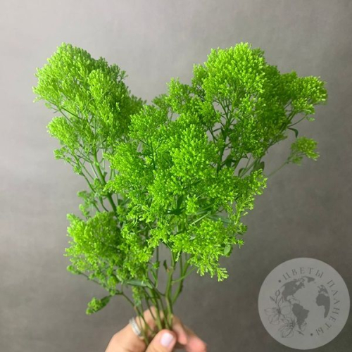 Трахелиум зеленый 3 шт. в магазине Цветы Планеты