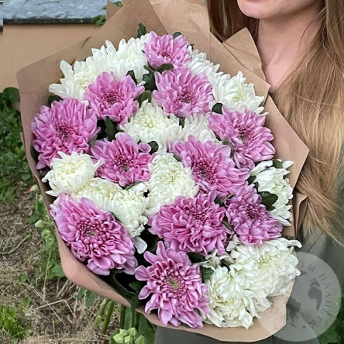 Букет из 25 белых и розовых одноголовых хризантем