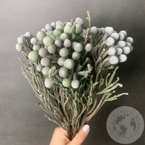 5 бруний в магазине Цветы Планеты