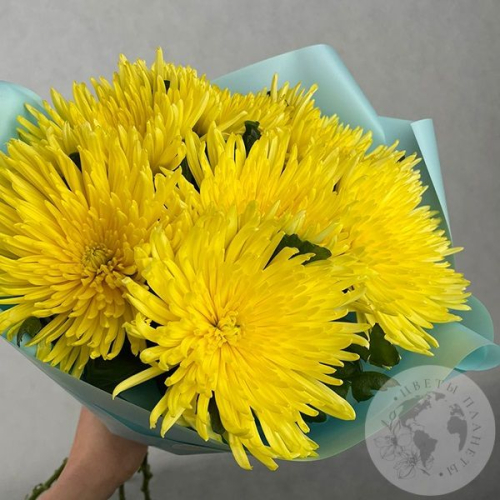 7 хризантем желтых