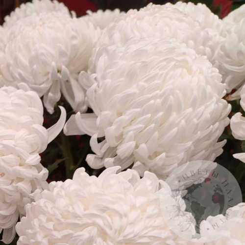 Хризантема одноголовая в магазине Цветы Планеты