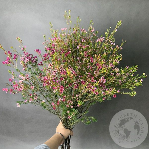 Хамелациум розовый 7 шт. в магазине Цветы Планеты