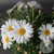 Ромашка домашняя в магазине Цветы Планеты