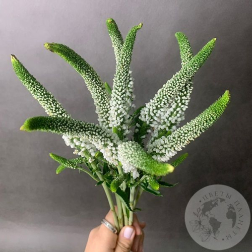 Вероника белая 9 шт. в магазине Цветы Планеты