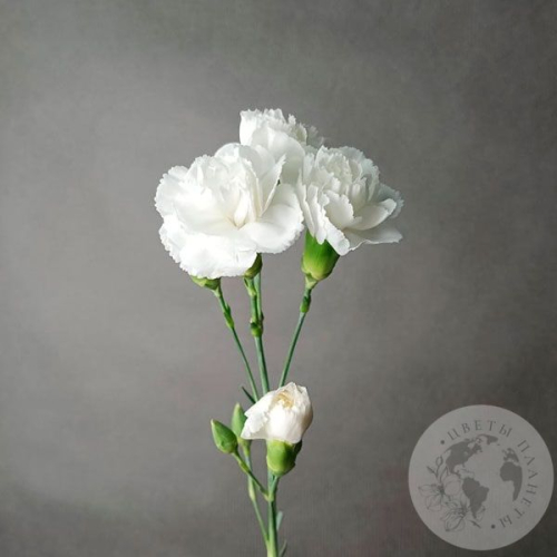 Гвоздика кустовая белая в магазине Цветы Планеты