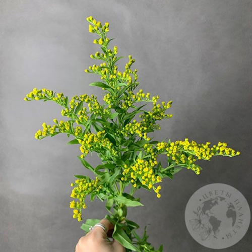 Солидаго желтый в магазине Цветы Планеты