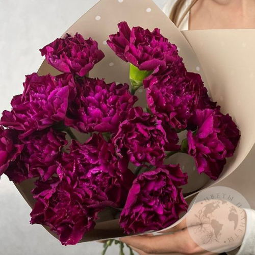 13 гвоздик бордовых в магазине Цветы Планеты