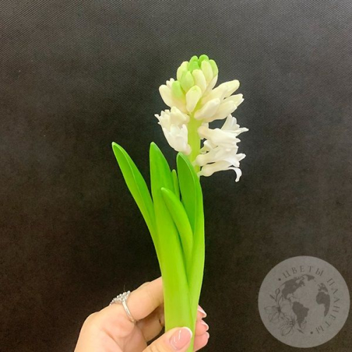 Гиацинт белый в магазине Цветы Планеты