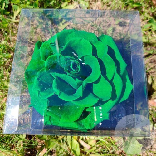 Стабилизированная роза зеленая в магазине Цветы Планеты