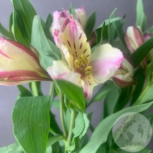 5 Альстромерий желто-розовых