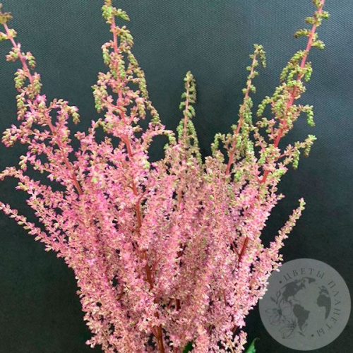 Астильба розовая 5 шт. в магазине Цветы Планеты