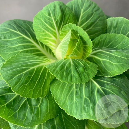 Брассика в магазине Цветы Планеты