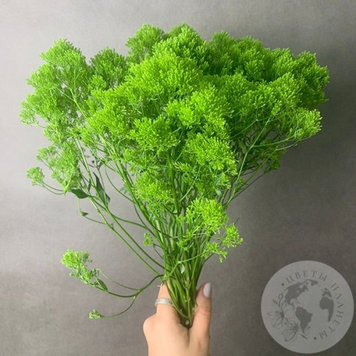 Трахелиум зеленый 9 шт. в магазине Цветы Планеты