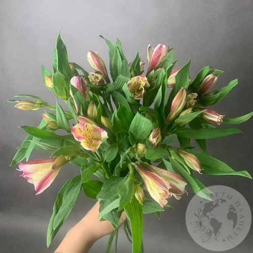 7 Альстромерий желто-розовых