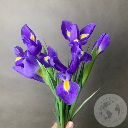 5 синих ирисов в магазине Цветы Планеты