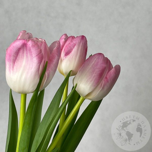 3 тюльпана розовых в магазине Цветы Планеты
