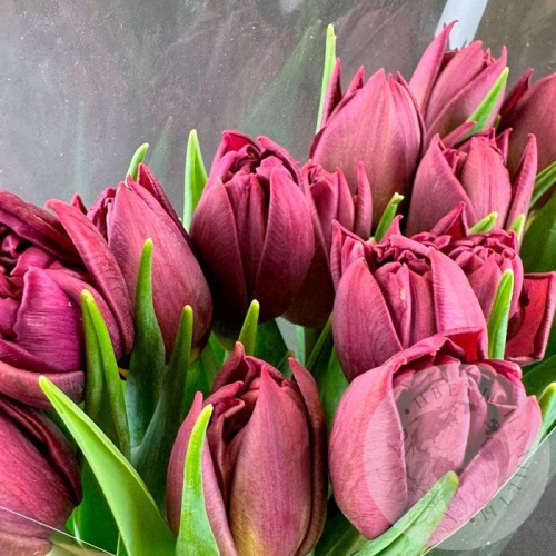 15 бордовых пионовидных тюльпанов в магазине Цветы Планеты