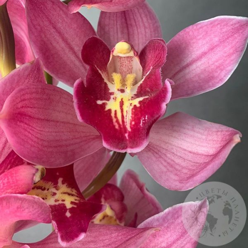 Орхидея Цимбидиум розовая