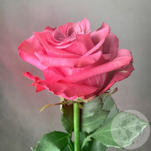 Пионовидная роза розовая 50 см. в магазине Цветы Планеты