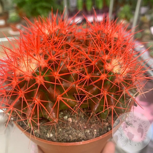 Эхинокактус Грузони красный