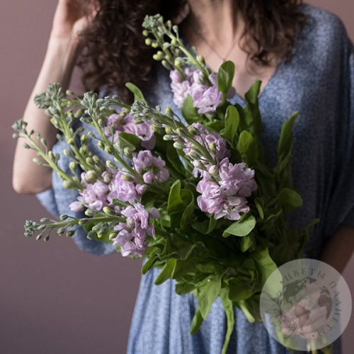 Маттиола светло-розовая 11 шт. в магазине Цветы Планеты