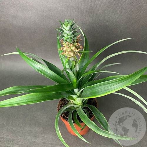 Ананас комнатный в магазине Цветы Планеты
