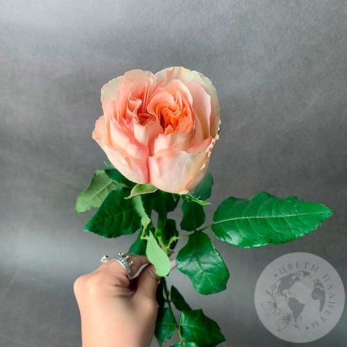 Пионовидная роза кремовая 40 см. в магазине Цветы Планеты