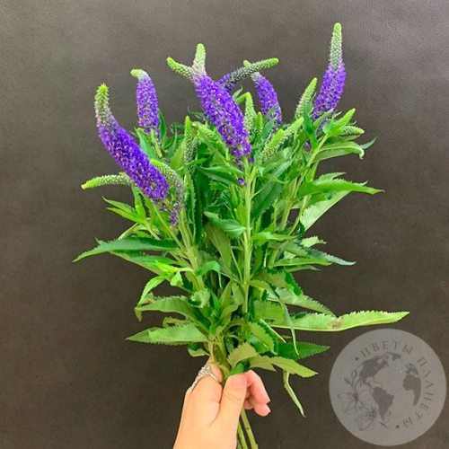 Вероника синяя 7 шт. в магазине Цветы Планеты