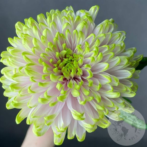 Хризантема зеленая