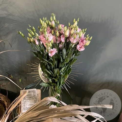 Эустома розовая 9 шт.