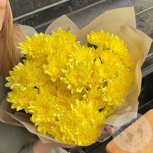 7 желтых кустовых хризантем
