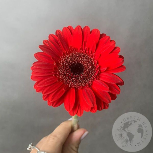Гербера мини красная