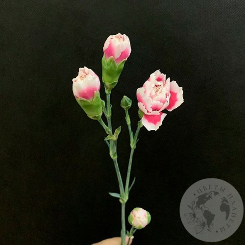 Гвоздика кустовая бело-розовая