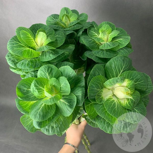 Брассика 5 шт. в магазине Цветы Планеты