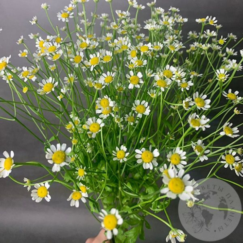 Танацетум 9 шт.