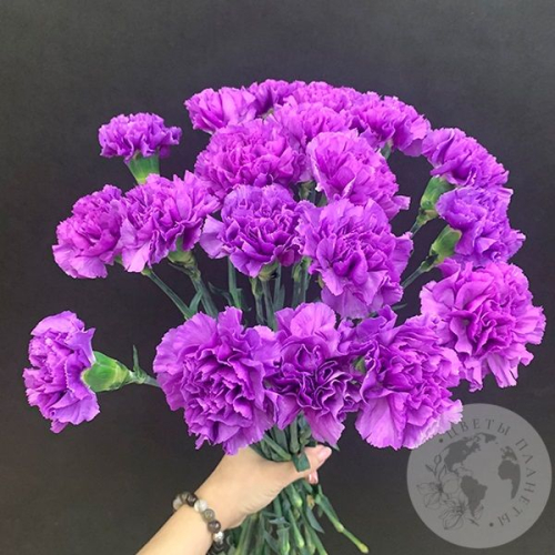 Лунная гвоздика 21 шт. в магазине Цветы Планеты