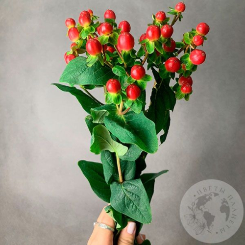 Гиперикум красный 3 шт. в магазине Цветы Планеты