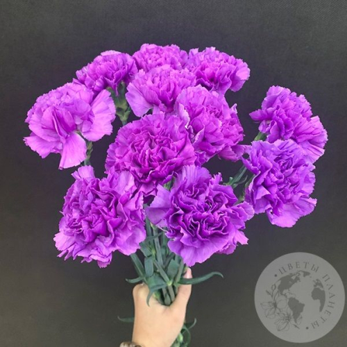 Лунная гвоздика 11 шт. в магазине Цветы Планеты