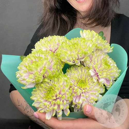 7 хризантем зеленых
