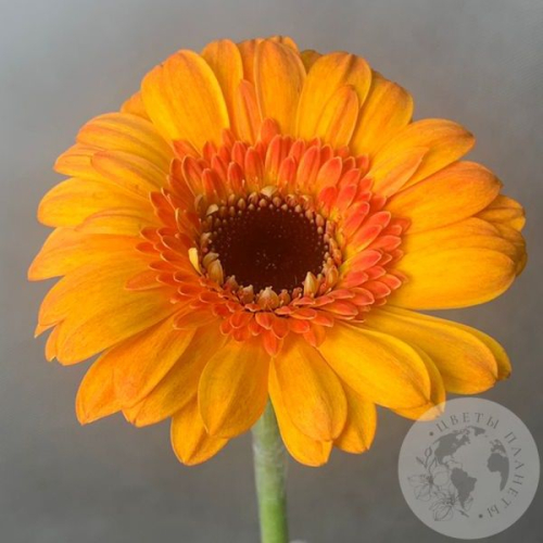 Гербера мини желтая